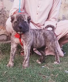 Kurdish Kangal security dog 3 month male for sale
