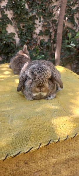 Holland lop bunnies / punch face 3