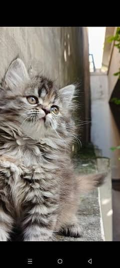 Persian triple coat  kittens available for sale