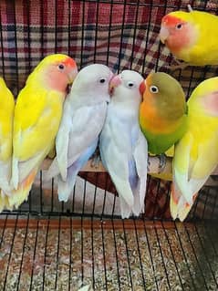 Love Birds for sale 0