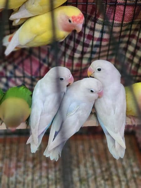 Love Birds for sale 1