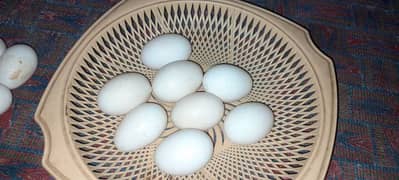 Ducks fertile egg