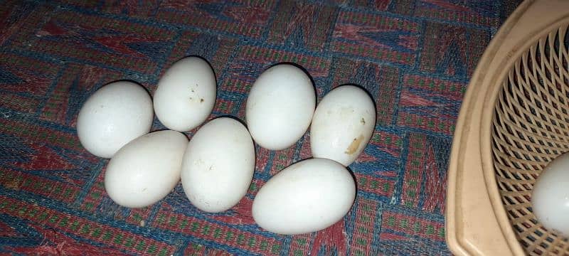 Ducks fertile egg 1
