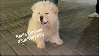Chow Chow Russian Import High Quality Male Puppy