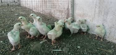 heera chicks 03204300689