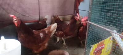 4 lohaman brown hens and urgent sell