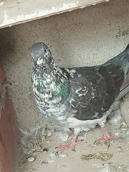 30-35 pigeons 1