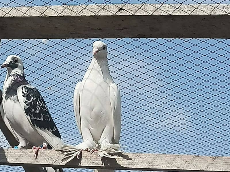 30-35 pigeons 2