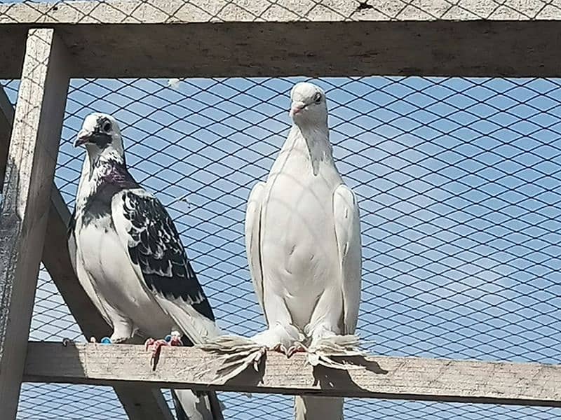 30-35 pigeons 3