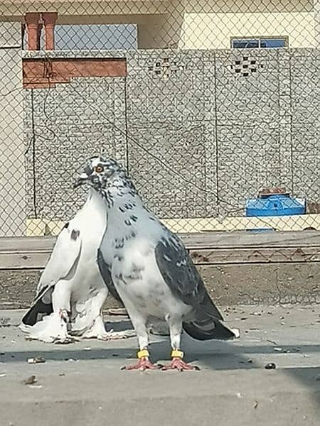 30-35 pigeons 4
