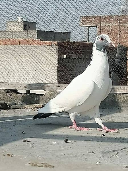 30-35 pigeons 5