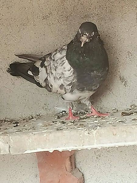 30-35 pigeons 13
