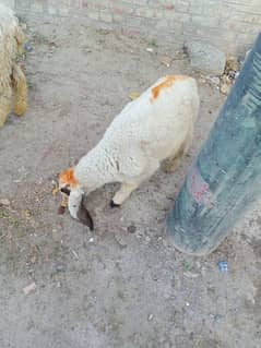 Kajla Nasal sheep for sale