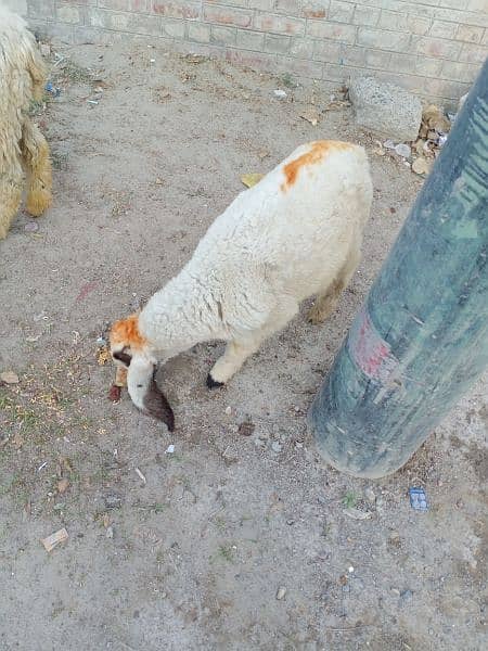 Gajli Nasal sheep for sale 0