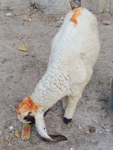 Gajli Nasal sheep for sale 2