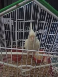 cocktail parrot white breed red eyes  WhatsApp 03358099959 urgent sale