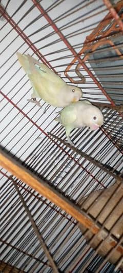 Albino red eye and split red eye both available 0
