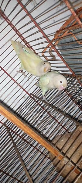 Albino red eye and split red eye both available 1