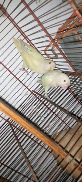 Albino red eye and split red eye both available 7
