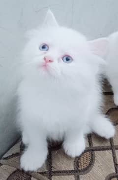 2 white pure persion kitten pair looking new home