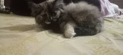 persian cat semi Punch face female 2 month old 0