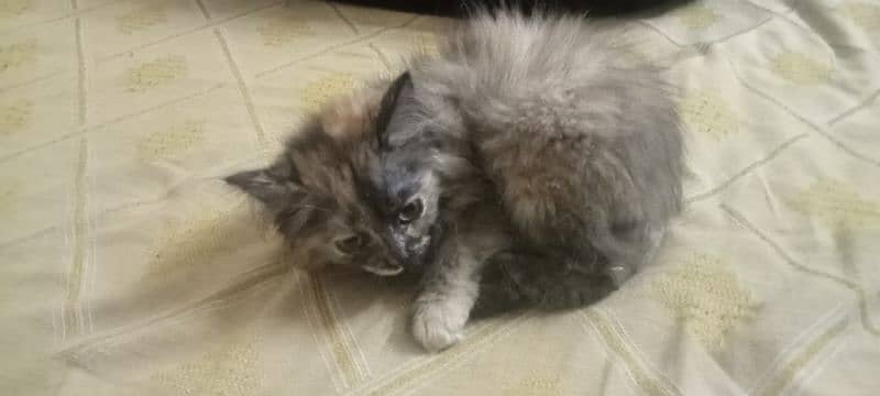 persian cat semi Punch face female 2 month old 1