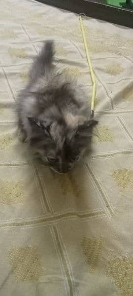 persian cat semi Punch face female 2 month old 2