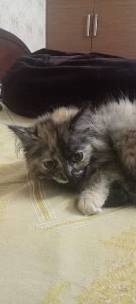 persian cat semi Punch face female 2 month old 3