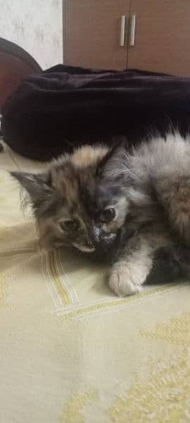 persian cat semi Punch face female 2 month old 4