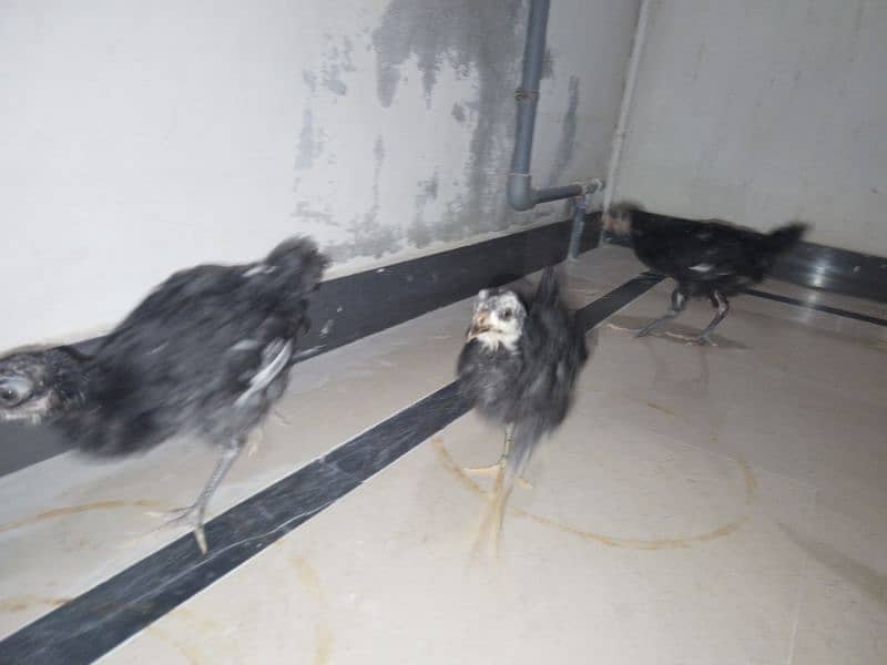 Black Astralorp chicks 1