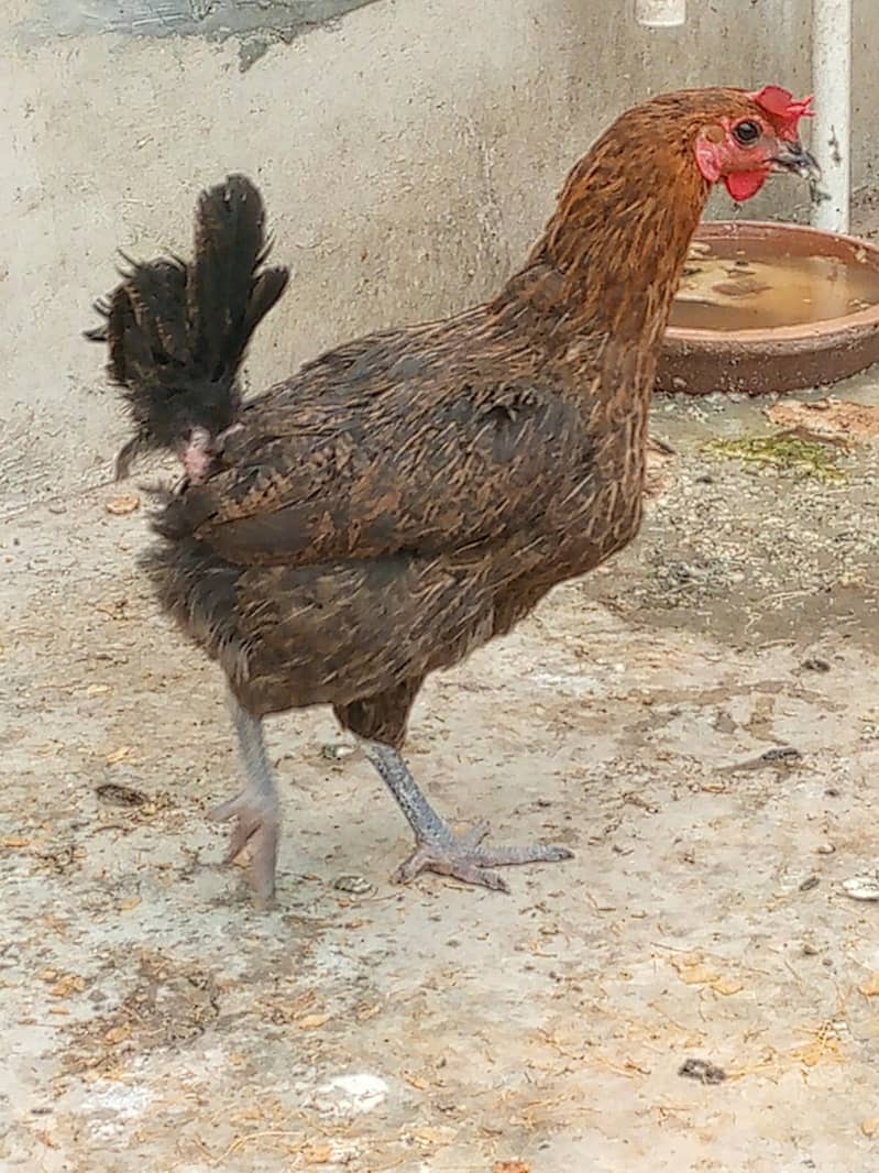1murga 4murgi for sale مرغی 4