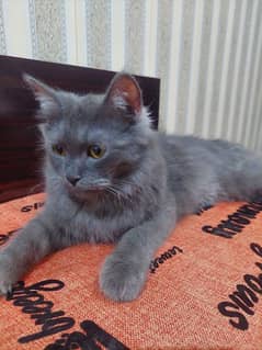 Persian Grey Cat 0