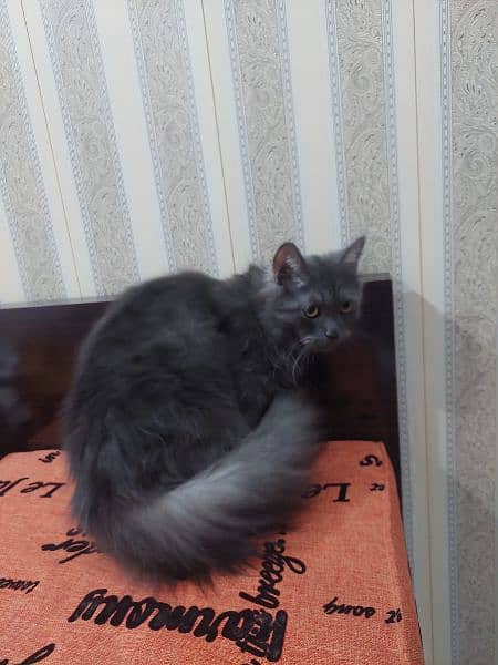 Persian Grey Cat 2