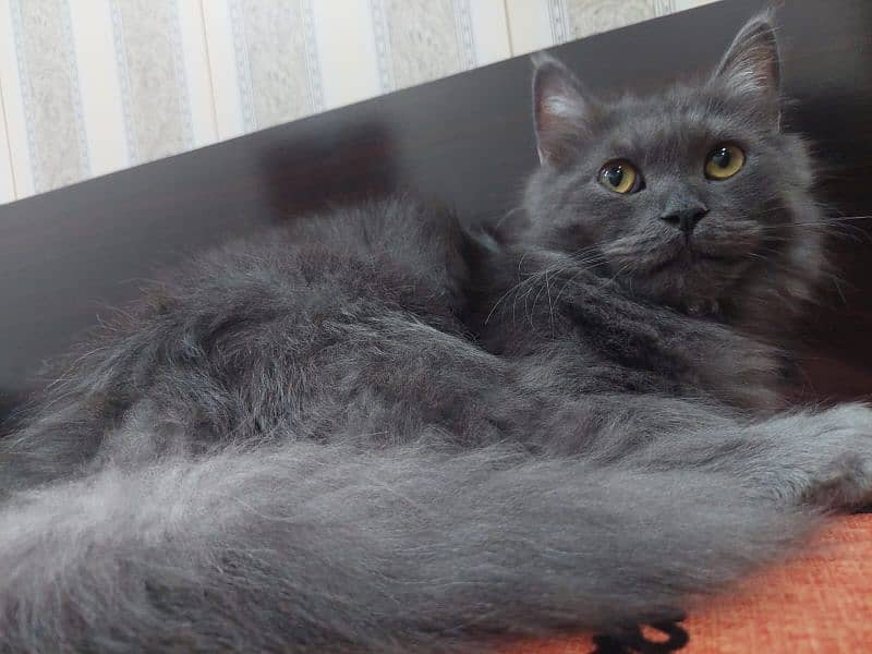 Persian Grey Cat 4