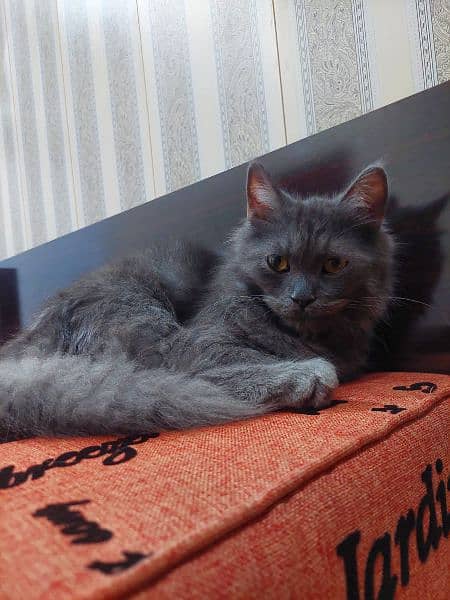 Persian Grey Cat 5