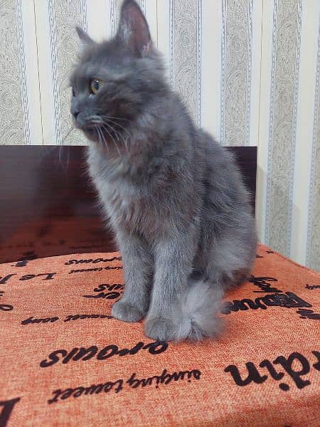 Persian Grey Cat 6