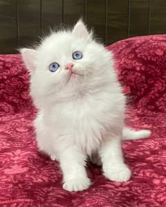 punch face gift quality healthy Persian kittens le CASH ON DELIVER
