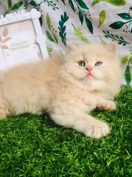 punch face gift quality healthy Persian kittens le CASH ON DELIVER 6