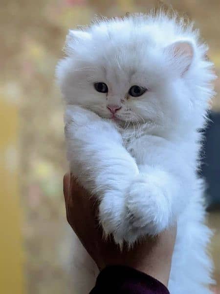 punch face gift quality healthy Persian kittens le CASH ON DELIVER 7