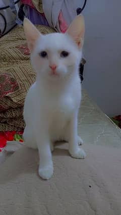 Beautiful White Kittens with Blue Eyes 0