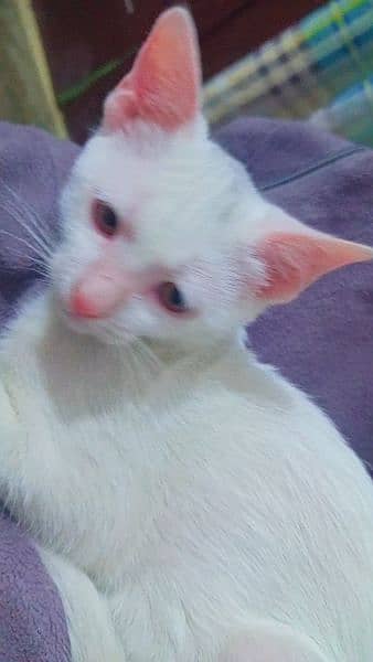 Beautiful White Kittens with Blue Eyes 2