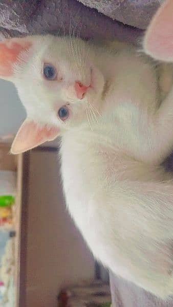 Beautiful White Kittens with Blue Eyes 3