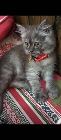 Grey Persian kitten for sale