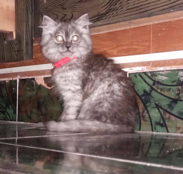 Grey Persian kitten for sale 2