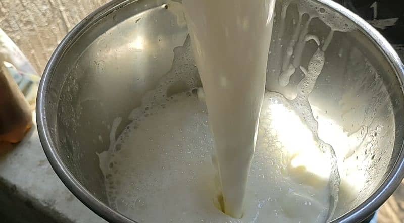 Goat milk bakri ka doodh, Milk @ 400/ liter Fixed 1