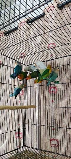 love birds, green fisher, fisher, fishri, parrot 0