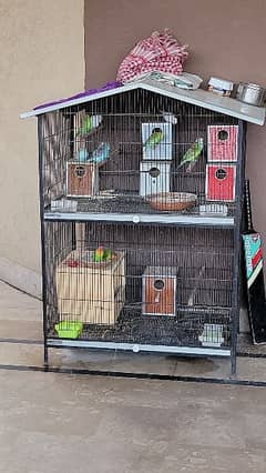Cage with budgies and love birds for sale