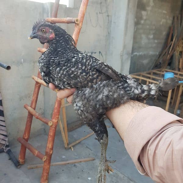 playmouth rock ayam cemani cross breed for sale 0