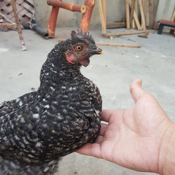 playmouth rock ayam cemani cross breed for sale 1