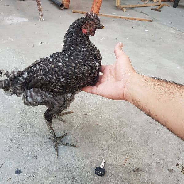 playmouth rock ayam cemani cross breed for sale 2